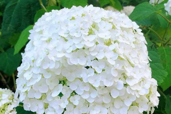 绿色绣球花有什么花语，代表美满团聚、希望等含义