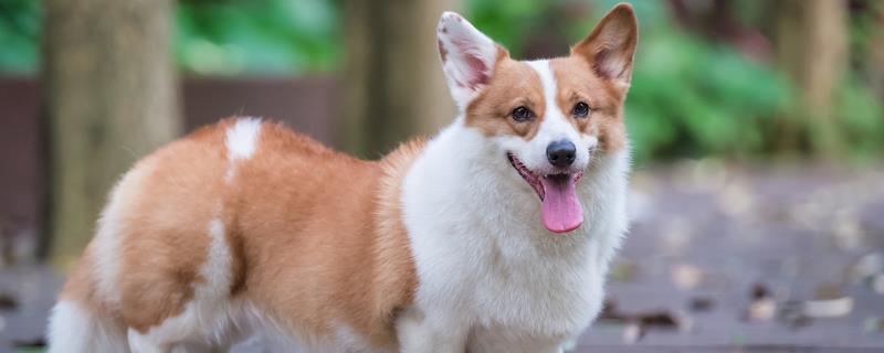 柯基的胎毛过多长时间才会掉完，3-4月龄会进行全面脱胎毛