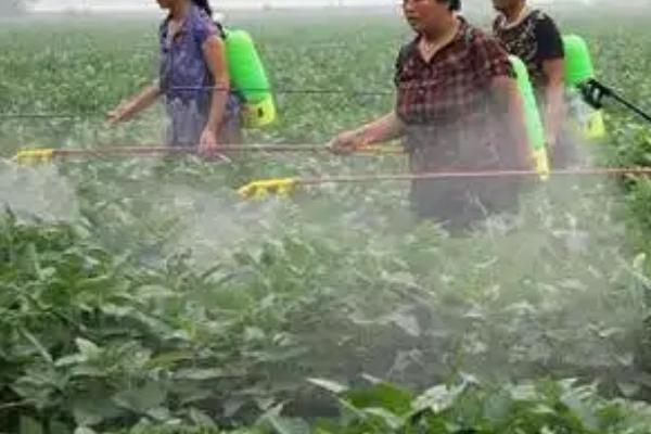 如何防治大豆高温危害，选择耐热品种可以减少损失