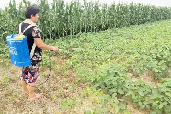 如何防治大豆高温危害，选择耐热品种可以减少损失