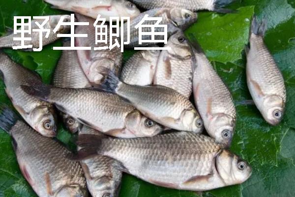 野生鲫鱼与养殖的鲫鱼有什么区别，外观、颜色、体型均不同