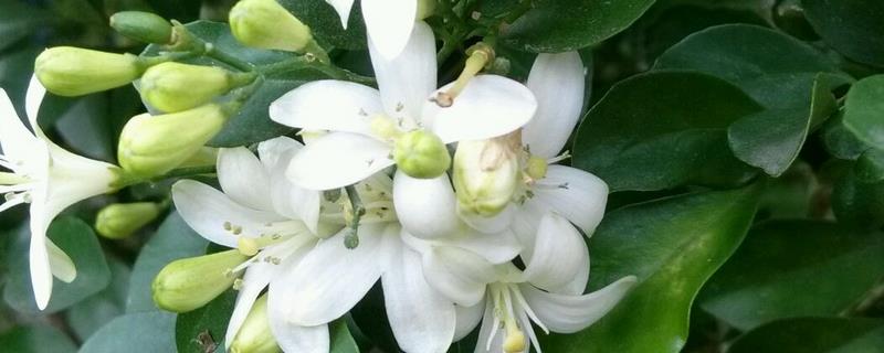 九里香结果后如何处理，需及时提供水分并补充养分
