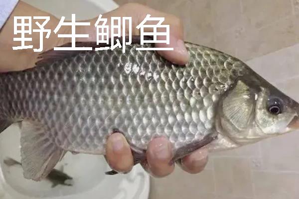 野生鲫鱼与养殖的鲫鱼有什么区别，外观、颜色、体型均不同