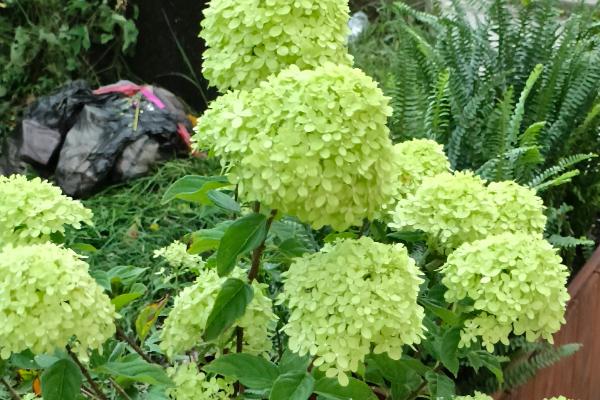 绿色绣球花有什么花语，代表美满团聚、希望等含义