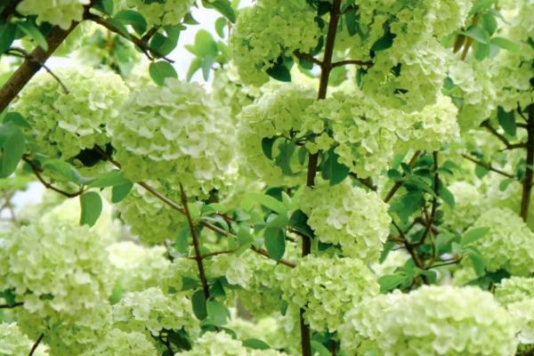 绿色绣球花有什么花语，代表美满团聚、希望等含义