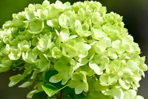 绿色绣球花有什么花语，代表美满团聚、希望等含义