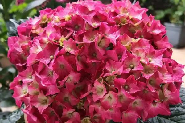 绿色绣球花有什么花语，代表美满团聚、希望等含义