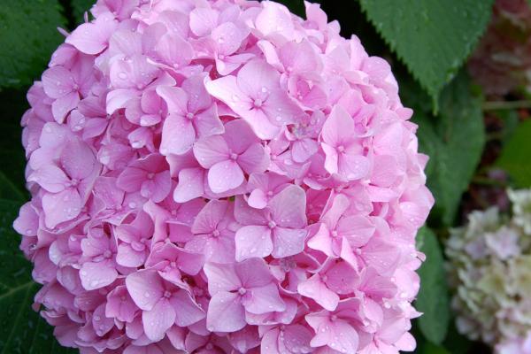 绿色绣球花有什么花语，代表美满团聚、希望等含义