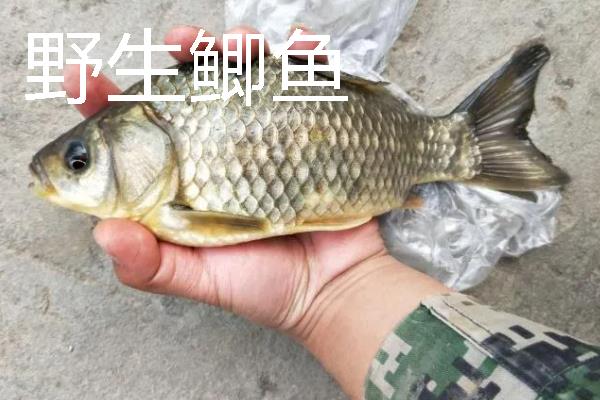 野生鲫鱼与养殖的鲫鱼有什么区别，外观、颜色、体型均不同