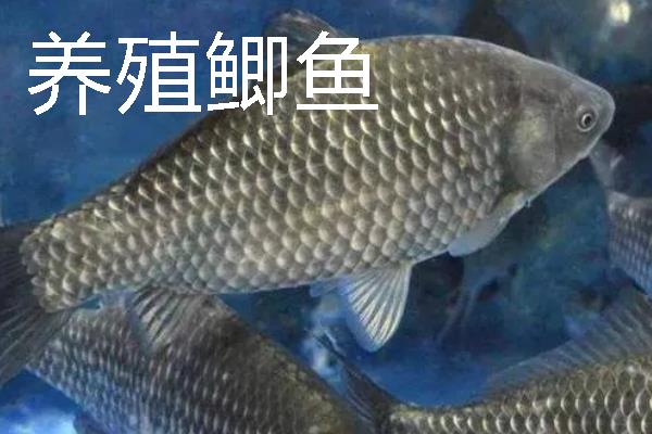 野生鲫鱼与养殖的鲫鱼有什么区别，外观、颜色、体型均不同