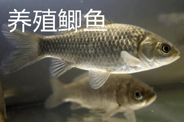 野生鲫鱼与养殖的鲫鱼有什么区别，外观、颜色、体型均不同