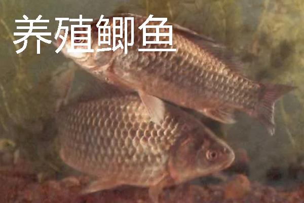 野生鲫鱼与养殖的鲫鱼有什么区别，外观、颜色、体型均不同