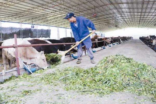一头牛一天吃草多少斤，根据牛的品种、大小等决定