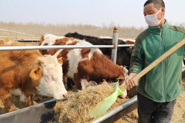 一头牛一天吃草多少斤，根据牛的品种、大小等决定