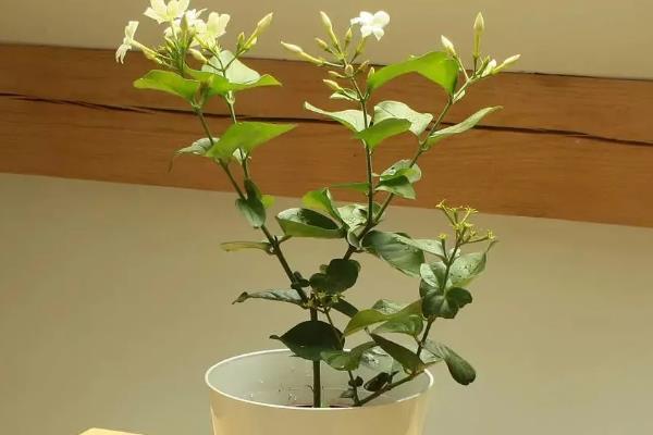茉莉花能晒太阳吗，是可以晒太阳的