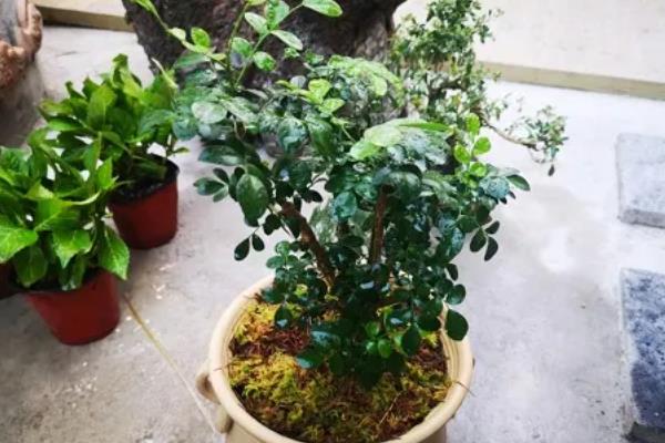 九里香结果后如何处理，需及时提供水分并补充养分