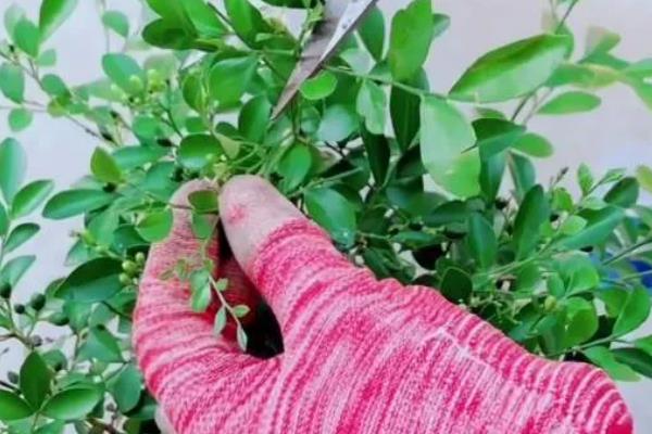 九里香结果后如何处理，需及时提供水分并补充养分