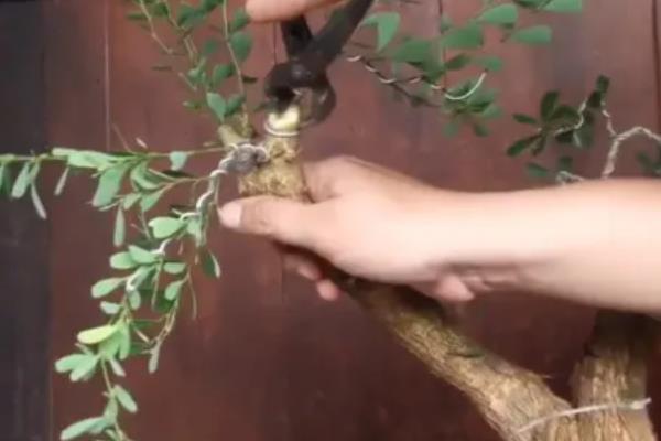 九里香结果后如何处理，需及时提供水分并补充养分