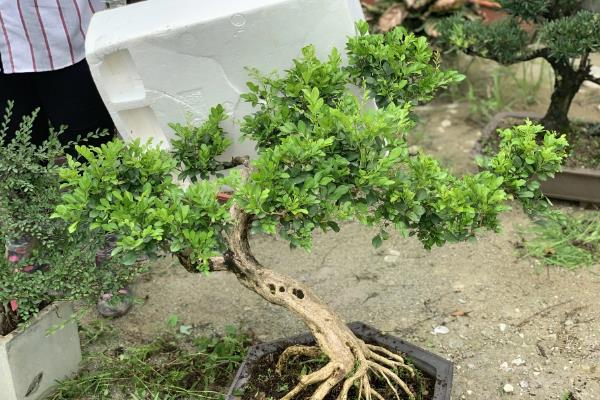 九里香结果后如何处理，需及时提供水分并补充养分