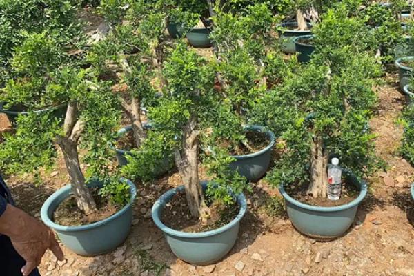 九里香结果后如何处理，需及时提供水分并补充养分