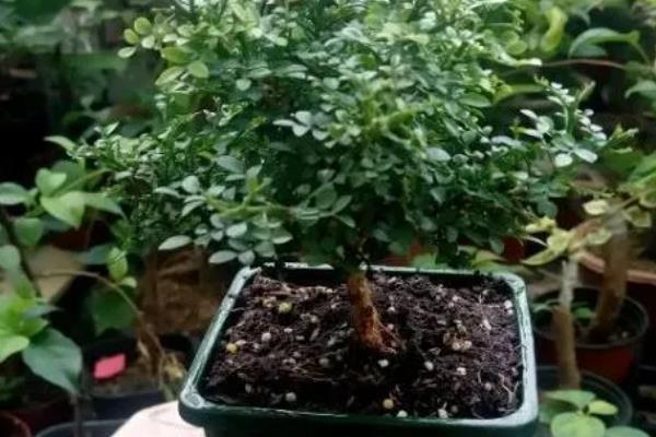 九里香结果后如何处理，需及时提供水分并补充养分