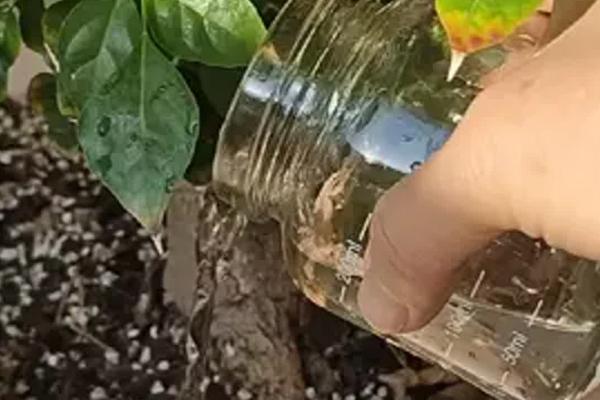 幸福树夏天掉叶子的原因，可能是光照过强所致