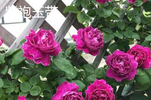 藤本月季有什么品种，以安吉拉、复龙、粉龙等品种为主