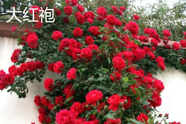 藤本月季有什么品种，以安吉拉、复龙、粉龙等品种为主