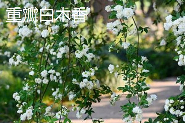藤本月季有什么品种，以安吉拉、复龙、粉龙等品种为主