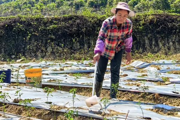 12月份适合种什么蔬菜，可选择萝卜、大白菜、卷心菜等品种