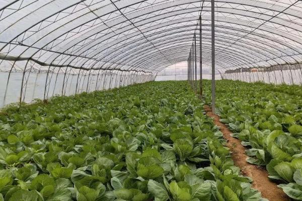 12月份适合种什么蔬菜，可选择萝卜、大白菜、卷心菜等品种