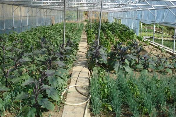 12月份适合种什么蔬菜，可选择萝卜、大白菜、卷心菜等品种