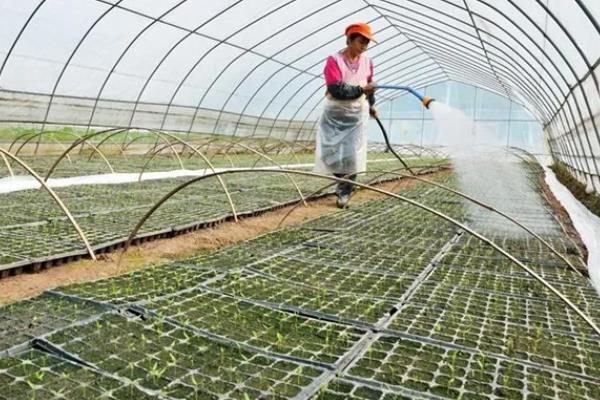 12月份适合种什么蔬菜，可选择萝卜、大白菜、卷心菜等品种
