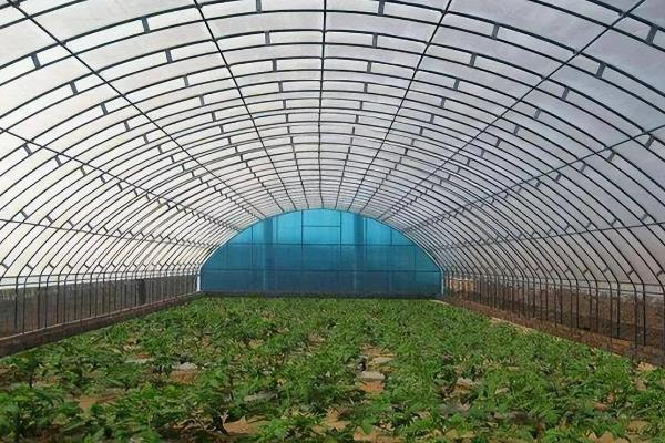 12月份适合种什么蔬菜，可选择萝卜、大白菜、卷心菜等品种