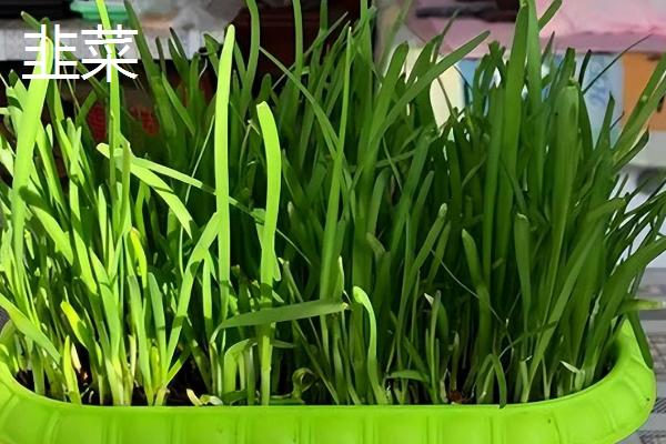 室内养哪些植物不生虫,推荐香菜、韭菜等