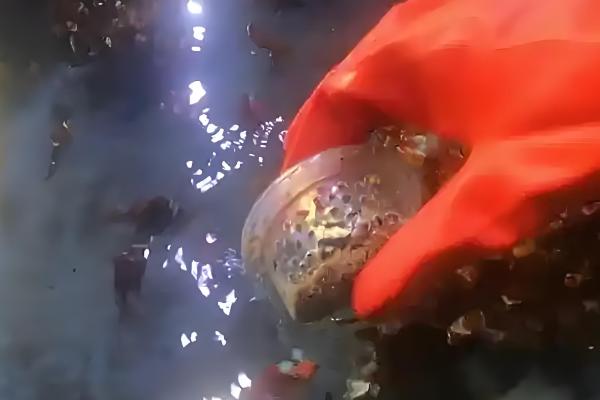 小丑鱼能和哪些鱼混养，与小型雀鲷科鱼类一起饲养