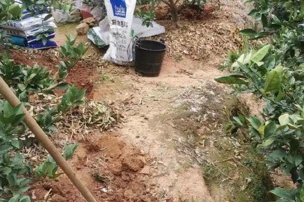 1斤复合肥要兑水多少斤，兑水比例与作用对象有关