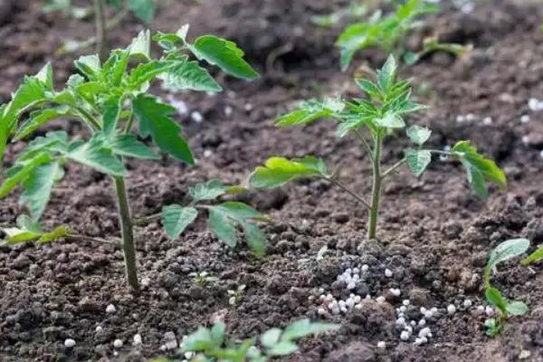 番茄的播种时间，秋冬茬通常是7月中下旬到8月上中旬