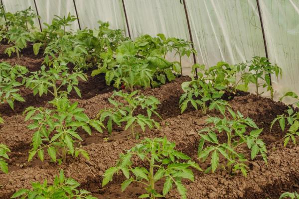 番茄的播种时间，秋冬茬通常是7月中下旬到8月上中旬