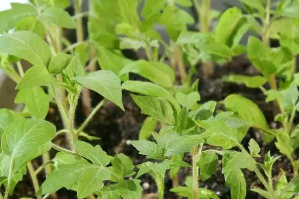 番茄的播种时间，秋冬茬通常是7月中下旬到8月上中旬