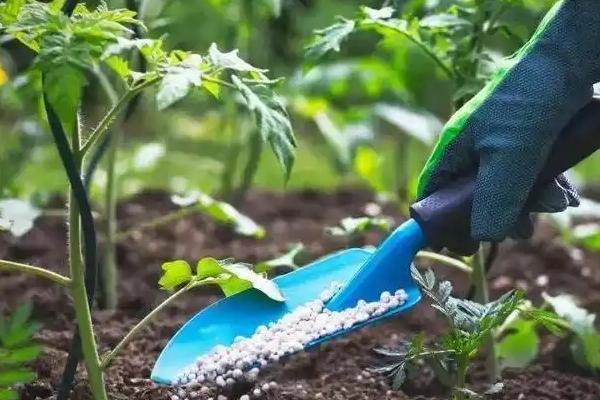 番茄的播种时间，秋冬茬通常是7月中下旬到8月上中旬