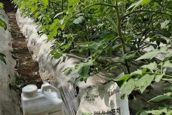 番茄的播种时间，秋冬茬通常是7月中下旬到8月上中旬