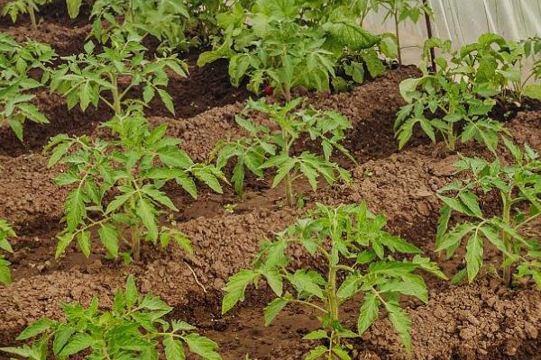 番茄的播种时间，秋冬茬通常是7月中下旬到8月上中旬