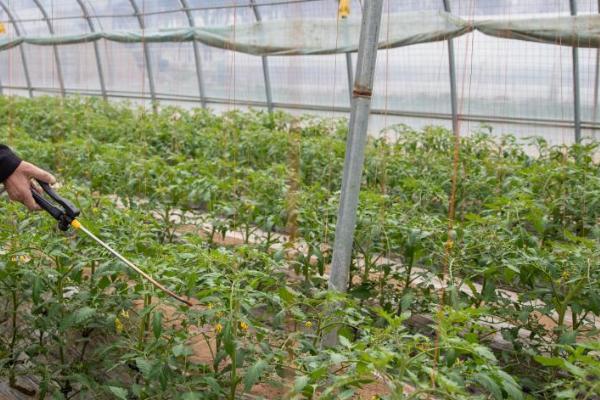 番茄的播种时间，秋冬茬通常是7月中下旬到8月上中旬
