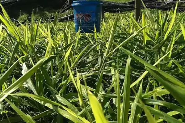 怎么留种姜，选择单株产量高且姜块大的老姜