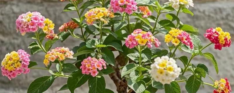 五色梅的修剪时间，春季剪除徒长枝等不良枝叶可以节省养分