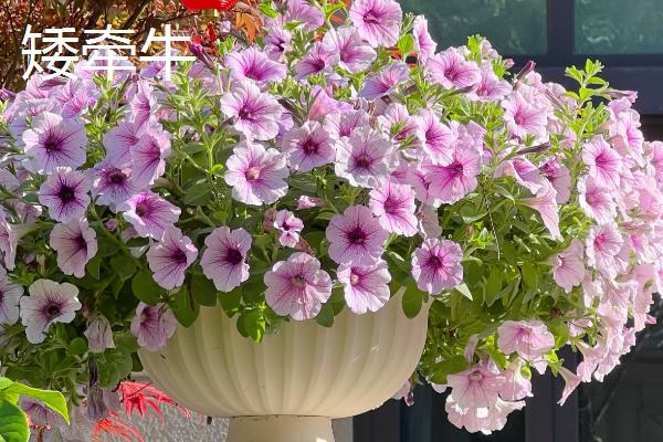 室内养哪些植物不生虫,推荐香菜、韭菜等