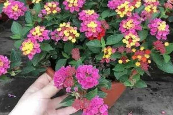 五色梅的修剪时间，春季剪除徒长枝等不良枝叶可以节省养分