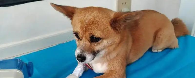 犬猫诺卡菌病怎么治疗,做手术及胸腔引流并长期使用抗生素和磺胺药物