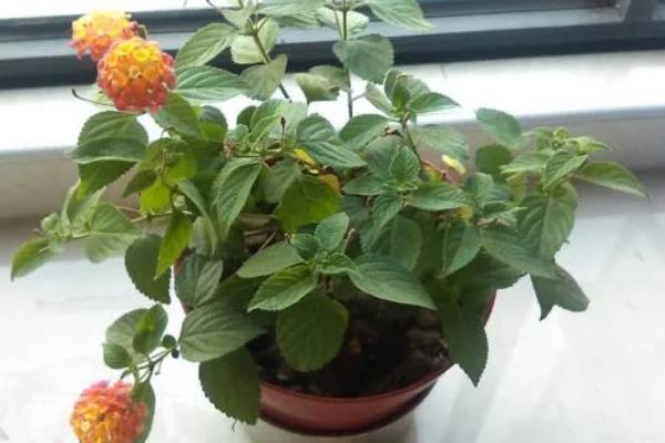 五色梅的修剪时间，春季剪除徒长枝等不良枝叶可以节省养分
